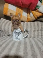 Peanut, a male Chihuahua for sale in Sevierville, TN – 3 of 10