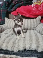 Dolly, a female Chihuahua for sale in Sevierville, TN – 5 of 8