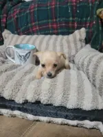 Tommy, a male Chihuahua for sale in Sevierville, TN – 3 of 6