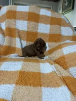 Sassy , a female Cavapoo for sale in Sevierville, TN – 3 of 6