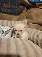 Oliver , a male Chihuahua for sale in Sevierville, TN – 3 of 8