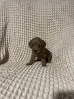 Sallie, a female Miniature Goldendoodle for sale in Sevierville, TN – 2 of 5