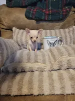 Dolly, a female Chihuahua for sale in Sevierville, TN – 9 of 9