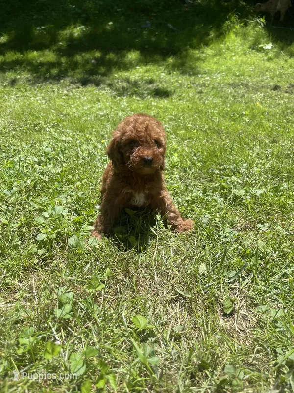 Sugar  – Cavapoo puppy for sale in Sevierville, TN