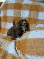 Sammy , a male Cavapoo for sale in Sevierville, TN – 2 of 5