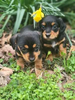 Princess , a female Miniature Dachshund for sale in Sevierville, TN – Photo 6 of 8