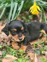 Princess , a female Miniature Dachshund for sale in Sevierville, TN – Photo 3 of 8