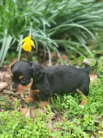 Princess , a female Miniature Dachshund for sale in Sevierville, TN – Photo 8 of 8
