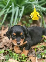 Princess , a female Miniature Dachshund for sale in Sevierville, TN – Photo 1 of 8
