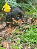 Princess , a female Miniature Dachshund for sale in Sevierville, TN – Photo 2 of 8