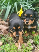 Princess , a female Miniature Dachshund for sale in Sevierville, TN – Photo 4 of 8