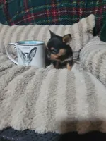 Tinker bell, a female Chihuahua for sale in Sevierville, TN – 7 of 9