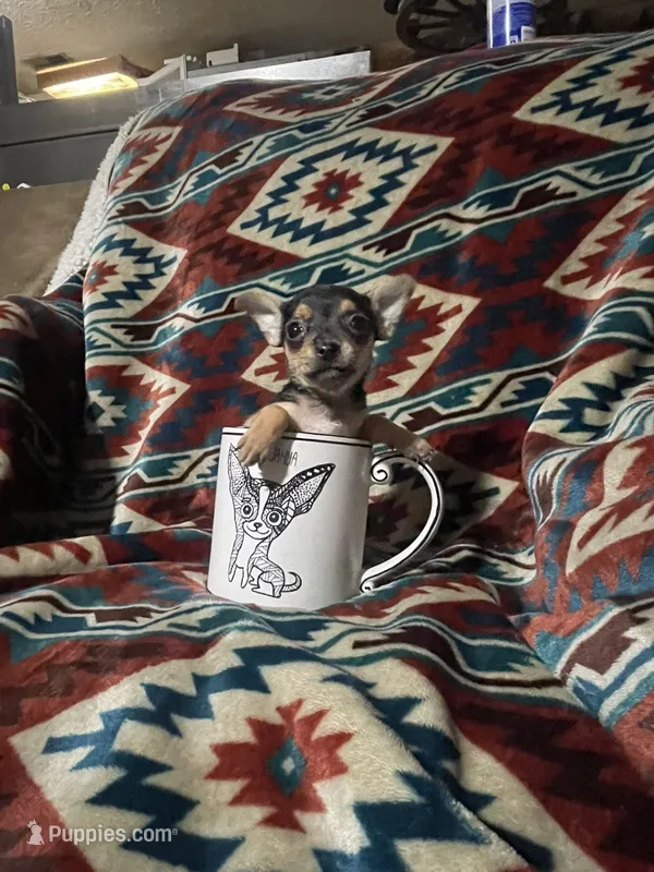 Daisy  – Chihuahua puppy for sale in Sevierville, TN