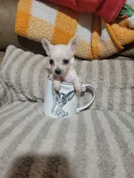 Peter, a male Chihuahua for sale in Sevierville, TN – 5 of 10