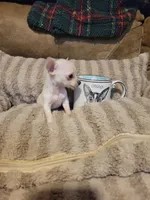 Oscar, a male Chihuahua for sale in Sevierville, TN – 5 of 9