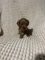 Sallie, a female Miniature Goldendoodle for sale in Sevierville, TN – 3 of 5