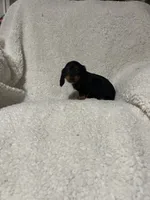 Pablo, a male Miniature Dachshund for sale in Sevierville, TN – 5 of 6