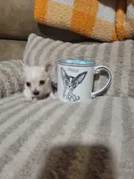 Peter, a male Chihuahua for sale in Sevierville, TN – 6 of 10