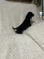 Pacco, a male Miniature Dachshund for sale in Sevierville, TN – 3 of 7