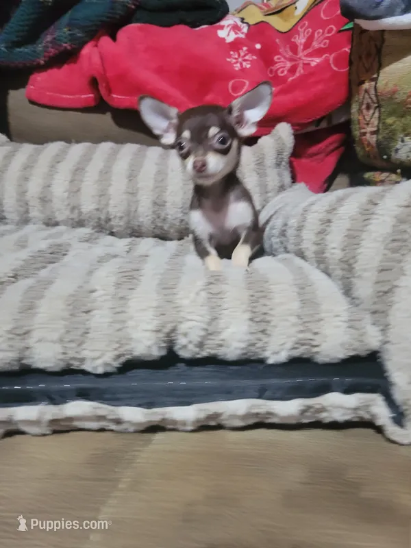 Dolly – Chihuahua puppy for sale in Sevierville, TN