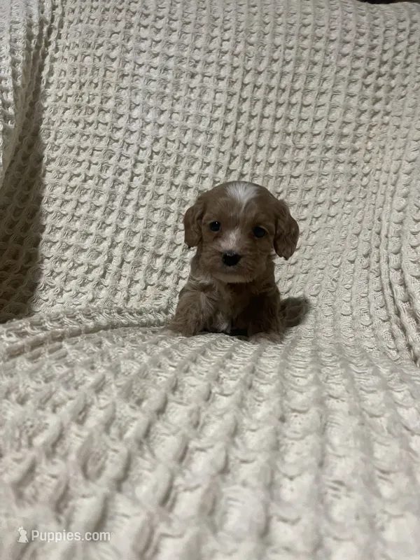 Ellie – Cockapoo puppy for sale in Sevierville, TN