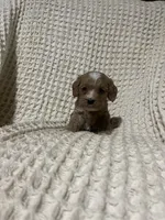 Ellie, a female Cockapoo for sale in Sevierville, TN – 1 of 4