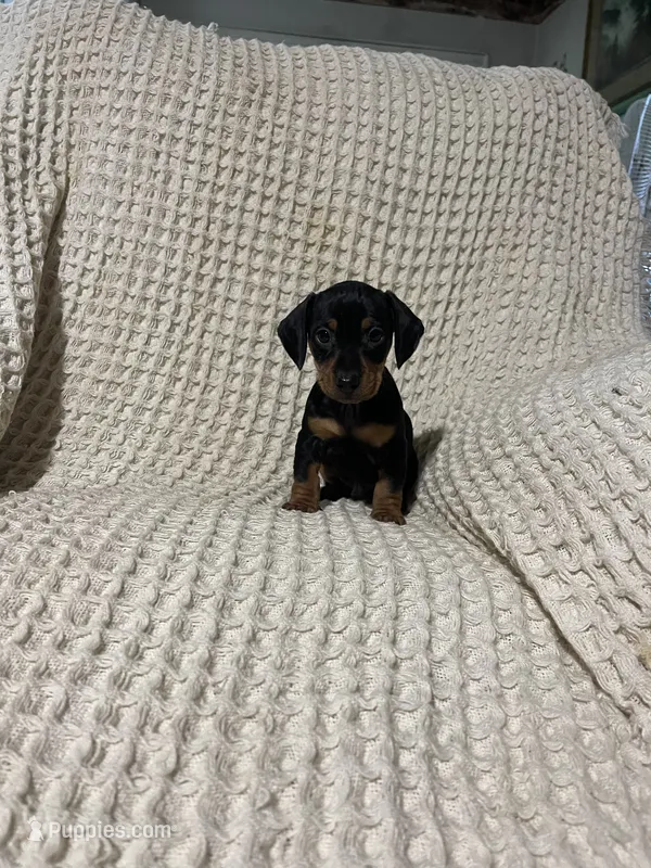 Wesly  – Miniature Dachshund puppy for sale in Sevierville, TN