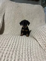 Wesly , a male Miniature Dachshund for sale in Sevierville, TN – 1 of 4