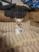 Otitis , a male Chihuahua for sale in Sevierville, TN – 8 of 9