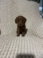 Sally, a female Miniature Goldendoodle for sale in Sevierville, TN – 1 of 4