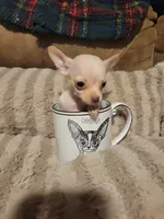 Dolly, a female Chihuahua for sale in Sevierville, TN – 3 of 9