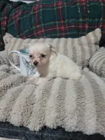 Timothy , a male Chihuahua for sale in Sevierville, TN – 6 of 8
