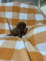 Sassy , a female Cavapoo for sale in Sevierville, TN – 6 of 6