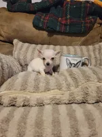 Oscar, a male Chihuahua for sale in Sevierville, TN – 3 of 9