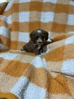 Sammy , a male Cavapoo for sale in Sevierville, TN – 4 of 5