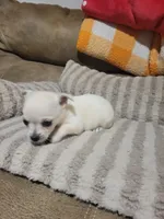 Poppy, a female Chihuahua for sale in Sevierville, TN – 8 of 10