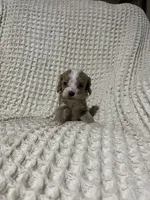 Eric, a male Cockapoo for sale in Sevierville, TN – 3 of 4