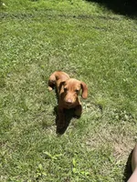 Oscar , a male Miniature Dachshund for sale in Sevierville, TN – 7 of 7