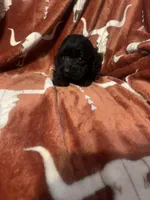 Allardt , a male Cockapoo for sale in Sevierville, TN – Photo 2 of 5