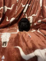 Allardt , a male Cockapoo for sale in Sevierville, TN – Photo 5 of 5