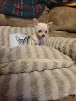 Otitis , a male Chihuahua for sale in Sevierville, TN – 4 of 9