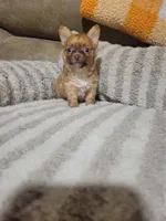Peanut, a male Chihuahua for sale in Sevierville, TN – 6 of 10