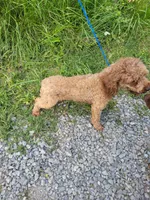 Red, a male Poodle - Miniature  for sale in Sevierville, TN – 2 of 9