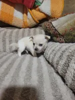 Poppy, a female Chihuahua for sale in Sevierville, TN – 10 of 10