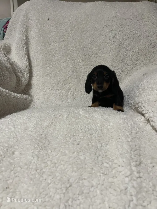 Pablo – Miniature Dachshund puppy for sale in Sevierville, TN