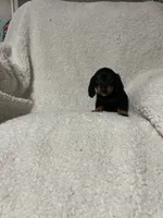Pablo, a male Miniature Dachshund for sale in Sevierville, TN – 1 of 6