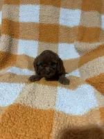 Sassy , a female Cavapoo for sale in Sevierville, TN – 1 of 6