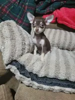 Dolly, a female Chihuahua for sale in Sevierville, TN – 8 of 8