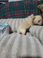 Tommy, a male Chihuahua for sale in Sevierville, TN – 6 of 6