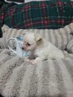 Timothy , a male Chihuahua for sale in Sevierville, TN – 5 of 8